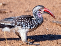 Rezerwat w Chobe (Botswana)